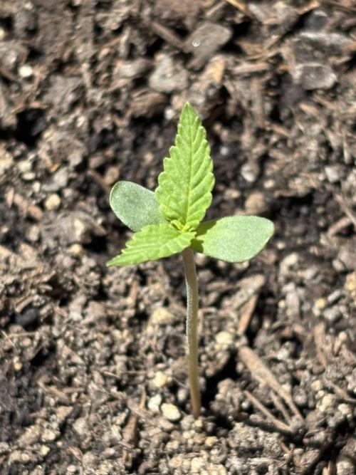 White Haze Automatic. Week 1