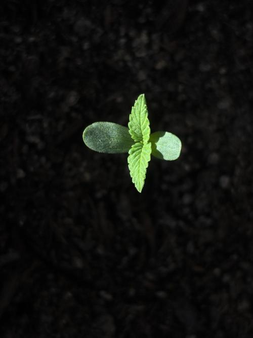 White Haze Automatic. Week 1