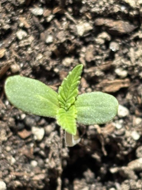 White Haze Automatic. Week 1
