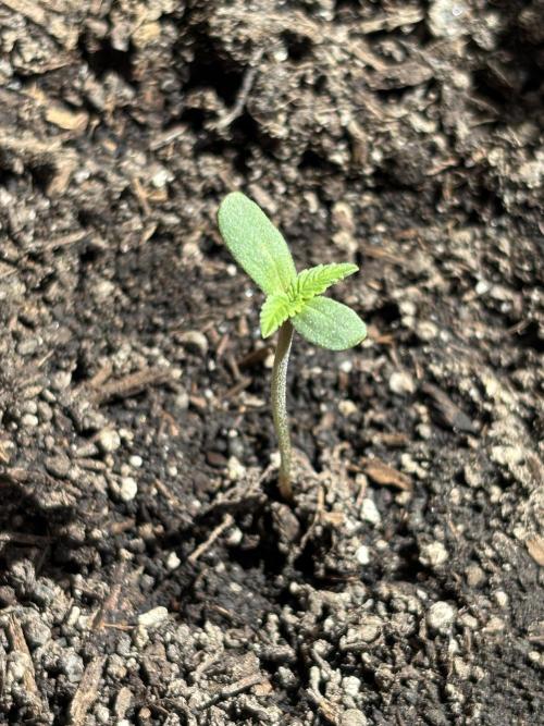 White Haze Automatic. Week 1