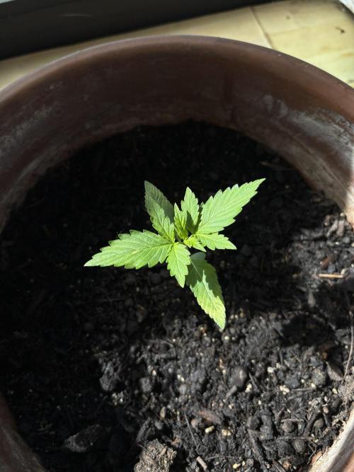 White Haze Automatic. Week 2