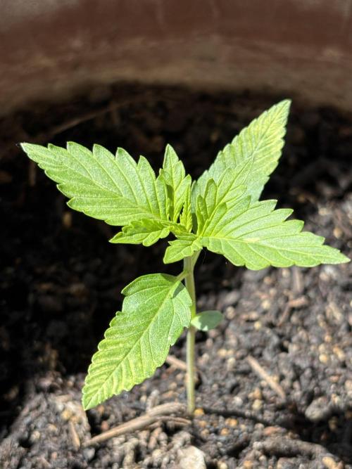 White Haze Automatic. Week 2