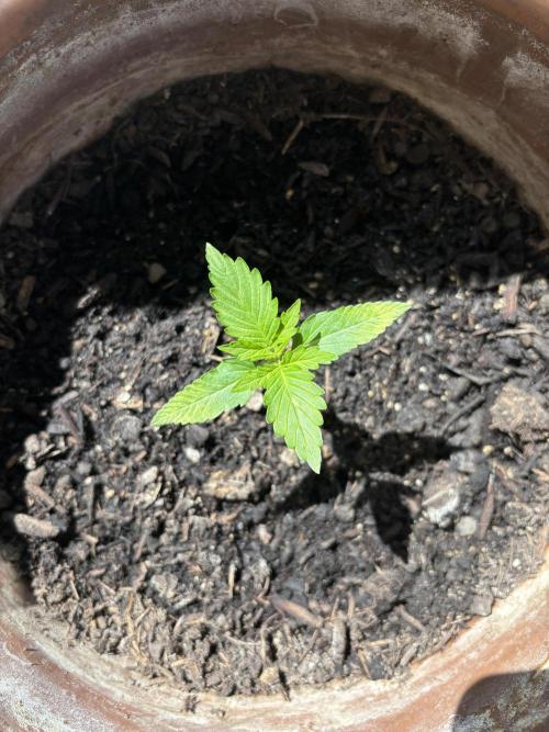 White Haze Automatic. Week 2