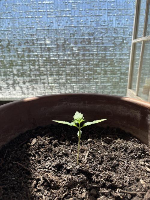 White Haze Automatic. Week 2