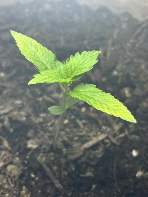 White Haze Automatic. Week 2