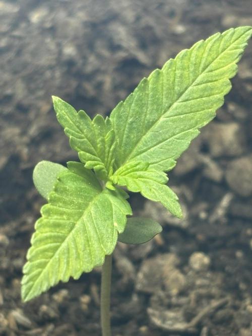 White Haze Automatic. Week 2
