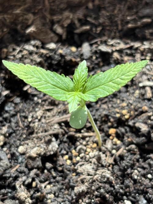 White Haze Automatic. Week 2