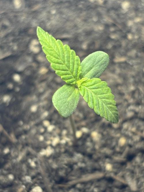 White Haze Automatic. Week 2