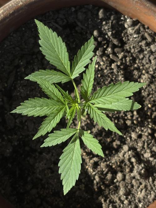 Pineapple Express Automatic. Week 3