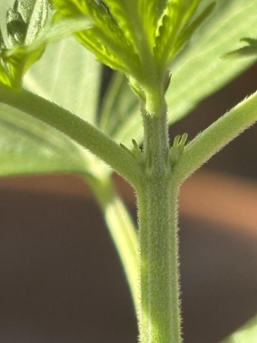 Pineapple Express Automatic. Week 3