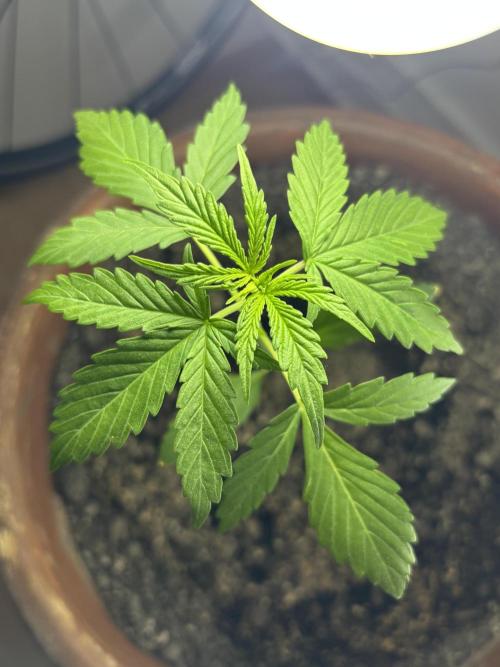 Pineapple Express Automatic. Week 3