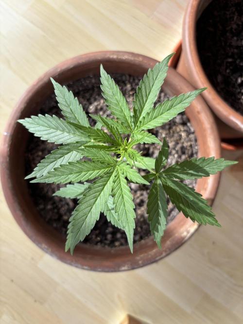 Pineapple Express Automatic. Week 3