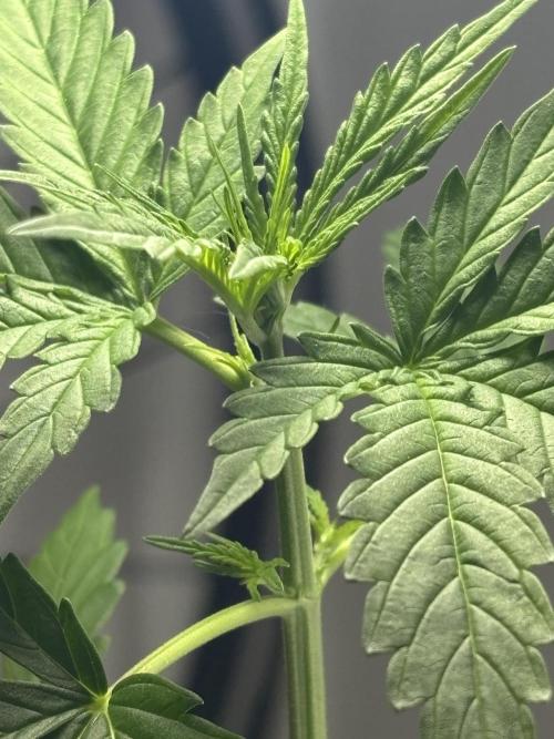 Pineapple Express Automatic. Week 3
