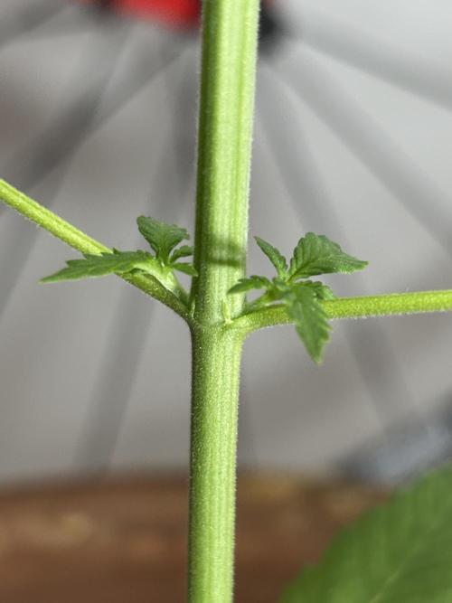 Pineapple Express Automatic. Week 3