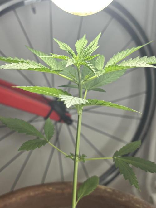 Pineapple Express Automatic. Week 3