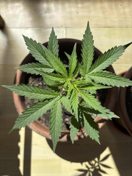 Pineapple Express Automatic. Week 3