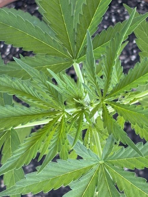 Pineapple Express Automatic. Week 3