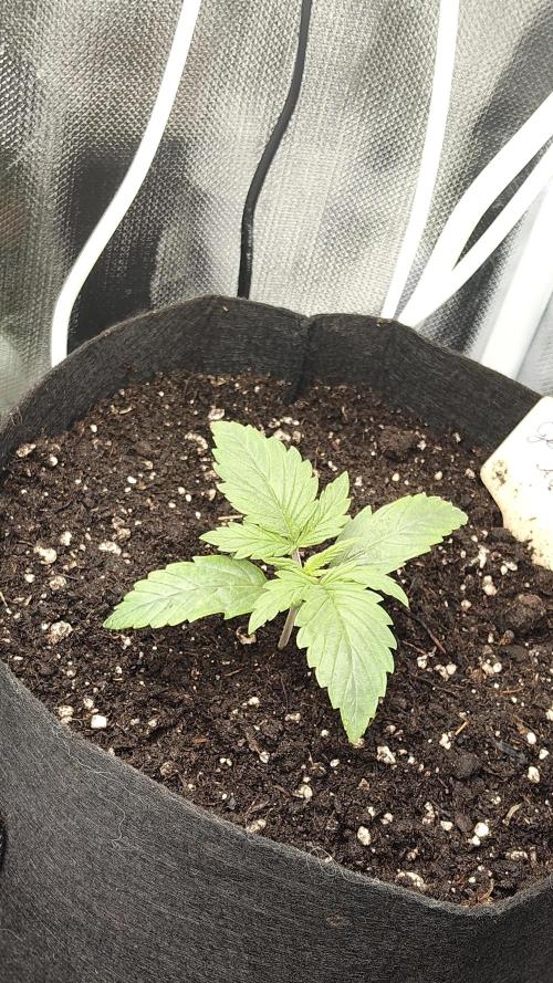 First indoor Auto's. Week 1