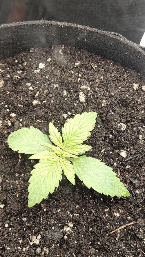 First indoor Auto's. Week 1