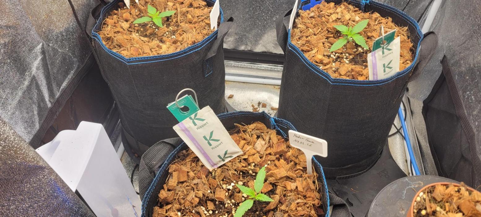 Mendo breath x Guava. Week 0 - Some days old but strong!
