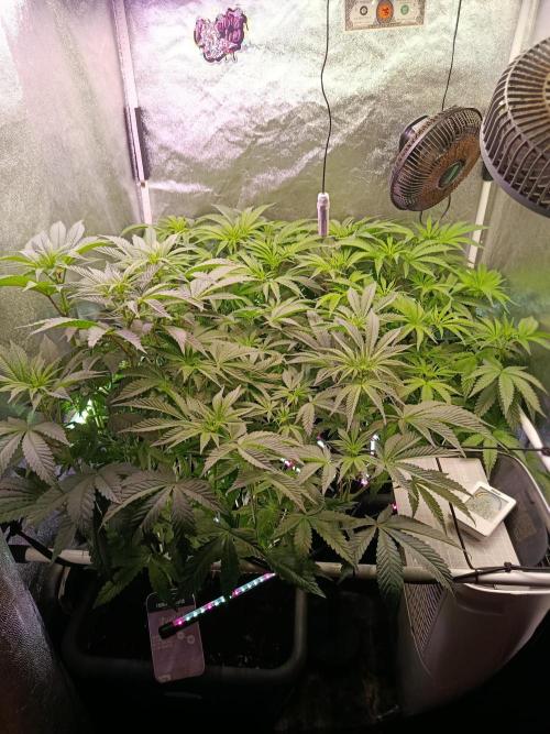Farmer's Daughter Indoor. Week 2