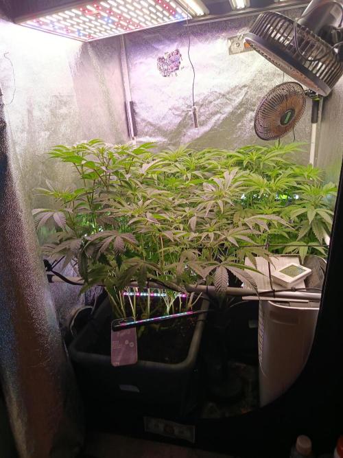 Farmer's Daughter Indoor. Week 2