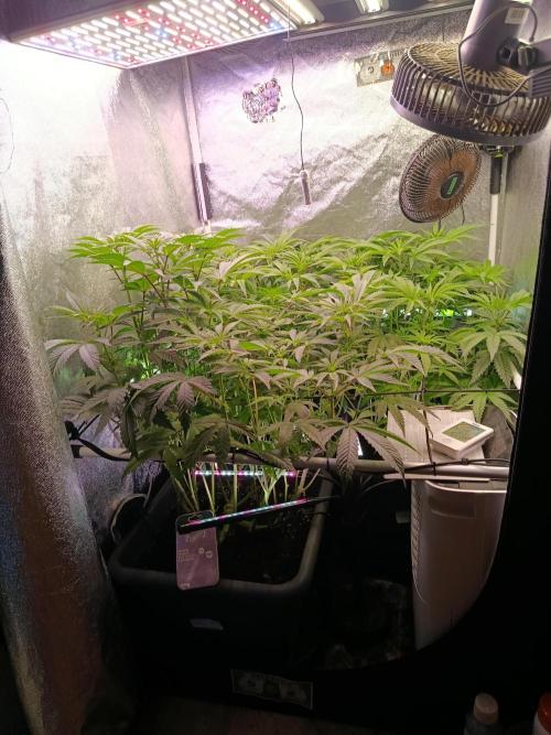 Farmer's Daughter Indoor. Week 2