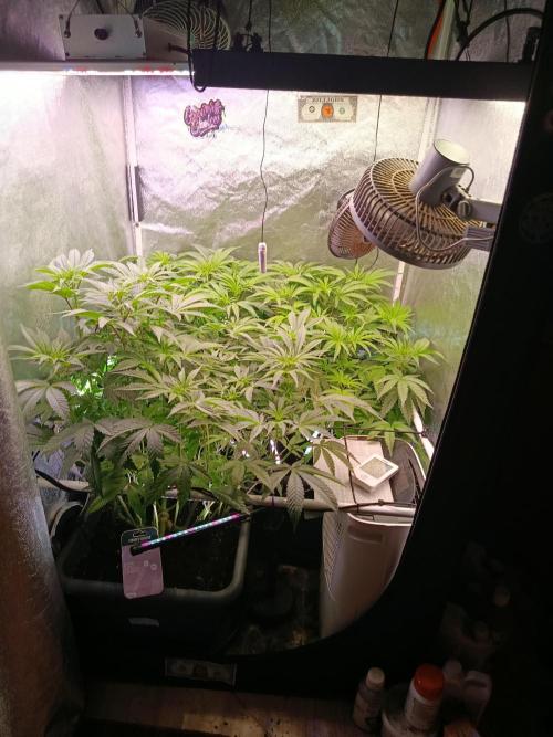 Farmer's Daughter Indoor. Week 2