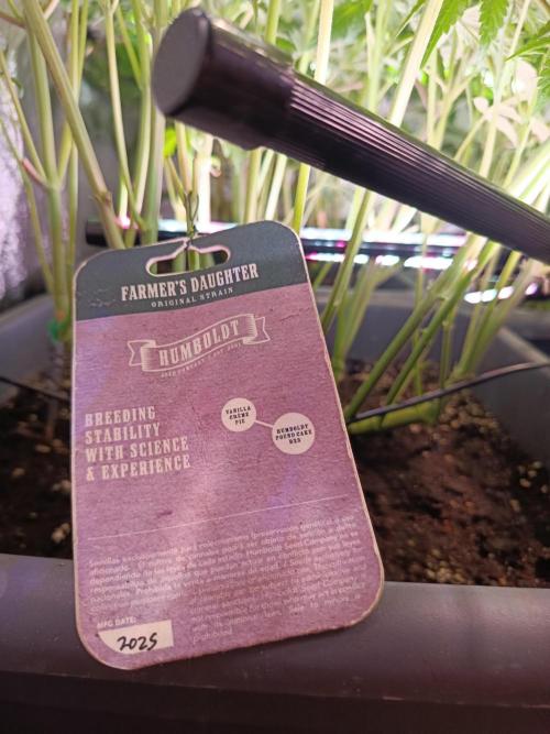 Farmer’s Daughter. Week 2
