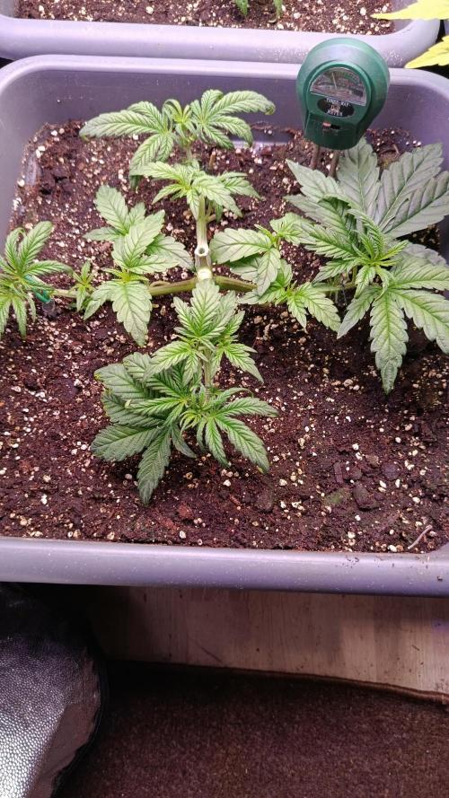 Farmer's Daughter Indoor. Week 1
