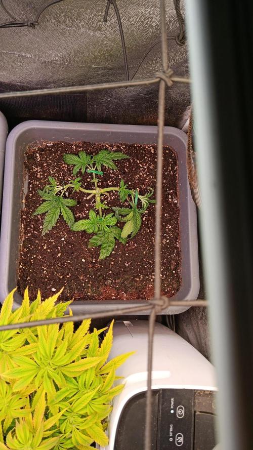 Farmer's Daughter Indoor. Week 1