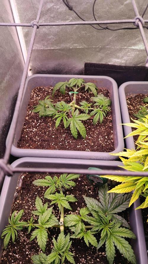 Farmer's Daughter Indoor. Week 1