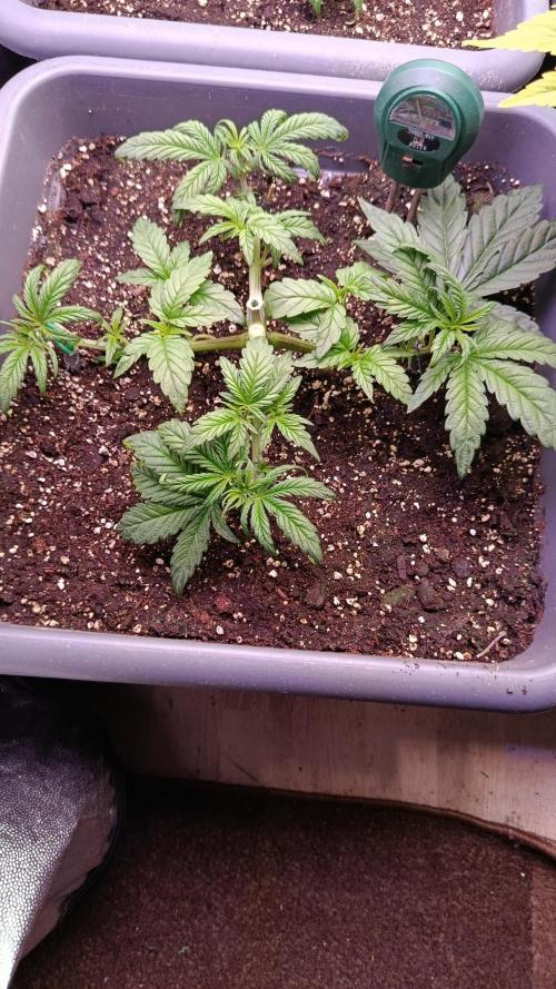 Farmer’s Daughter. Week 3