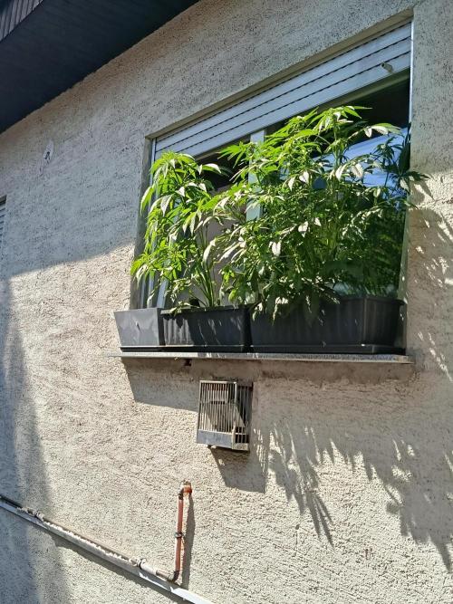 Fast Buds Cherry Cola  Fensterbank. Week 0 - Fensterbank Innenhof, die Lady ist in dem linken Topf. 