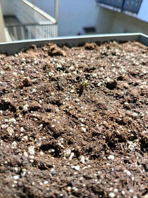 Fast Buds Cherry Cola  Fensterbank. Week 0 - Nach 4 Tagen in der Erde ❤️