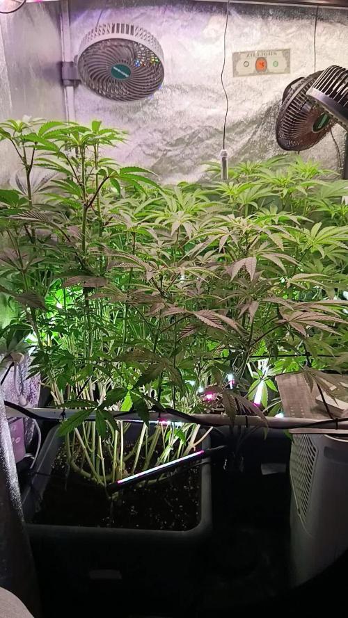 Farmer's Daughter Indoor