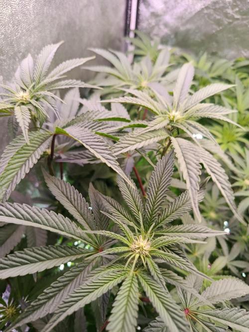 Farmer's Daughter Indoor. Week 3