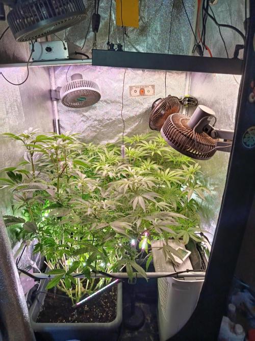 Farmer’s Daughter. Week 3