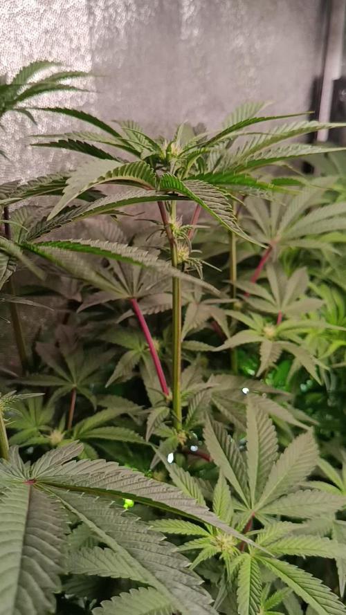 Farmer's Daughter Indoor