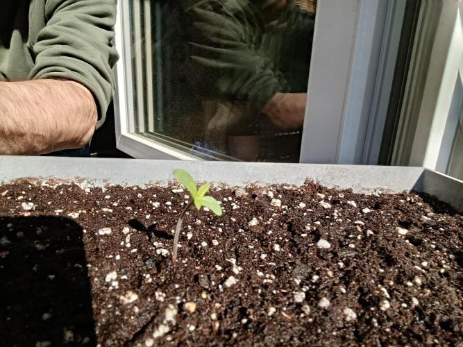 Fast Buds Cherry Cola  Fensterbank. Week 0