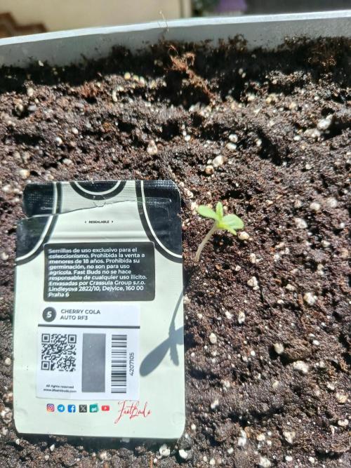 Fast Buds Cherry Cola  Fensterbank. Week 0 - Die 1 Woche ist geschaft😺