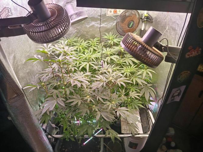Farmer's Daughter Indoor. Week 4