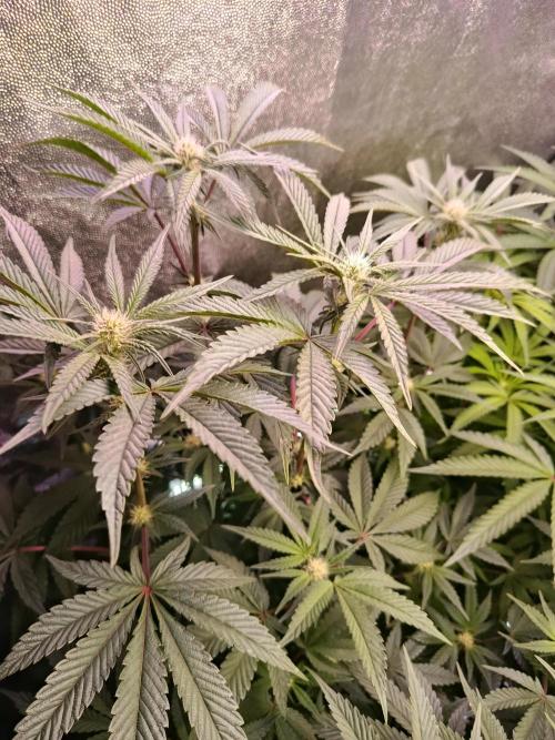 Farmer's Daughter Indoor. Week 4