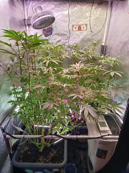 Farmer's Daughter Indoor. Week 4