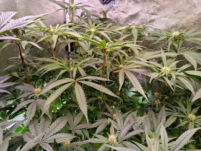 Farmer's Daughter Indoor. Week 4