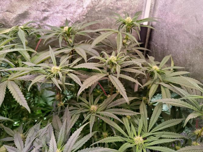 Farmer's Daughter Indoor. Week 4