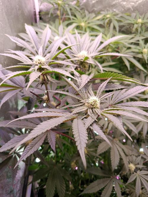Farmer's Daughter Indoor. Week 4