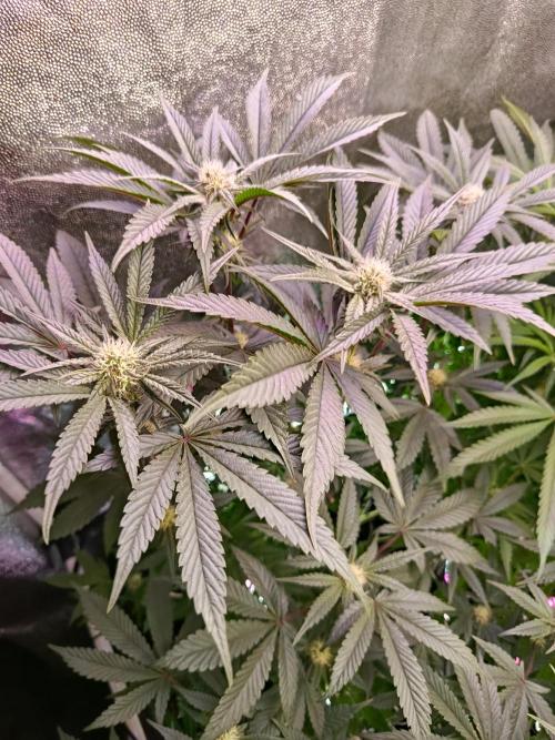 Farmer’s Daughter. Week 4