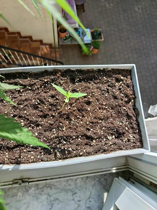 Fast Buds Cherry Cola  Fensterbank. Week 1