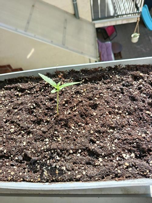 Fast Buds Cherry Cola  Fensterbank. Week 1